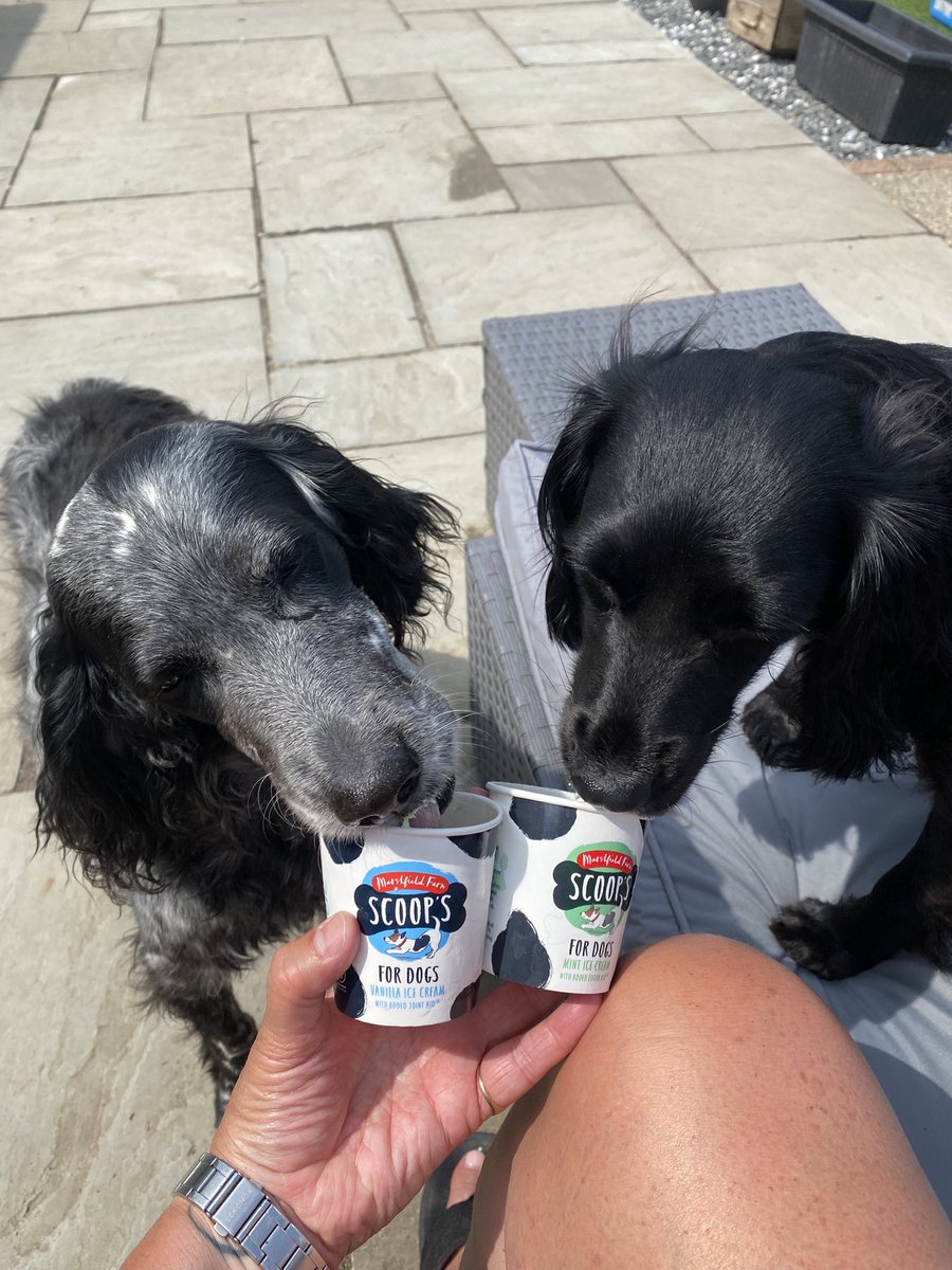 The could get expensive 
Doggie treadmill place has stocked doggie (&amp; human) ice cream - vanilla and mint. 
Both flavours seem to have gone down a treat 😋