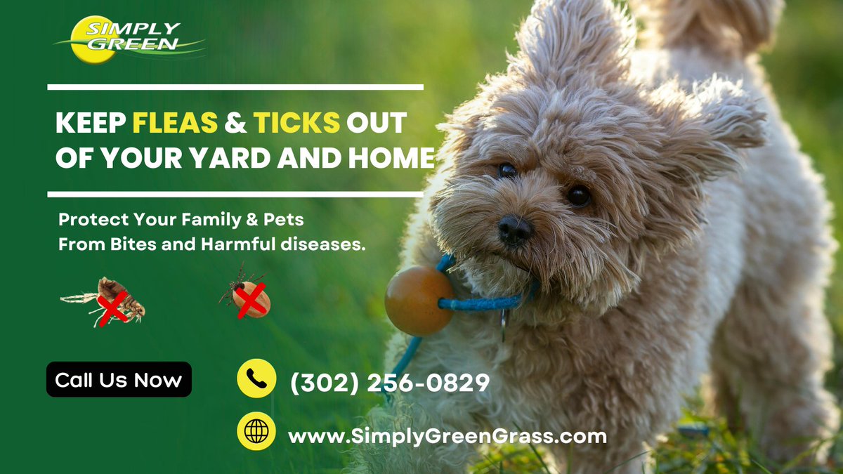 simplygreen_DE's tweet image. Keep fleas &amp;amp; ticks out of your yard—and home! ✅ Safe for kids &amp;amp; pets ✅ Protects against Lyme &amp;amp; more. Let Simply Green keep your yard bite-free! Call (302) 256-0829 | simplygreengrass.com #FleaAndTickControl #PestFreeYard #SimplyGreenLawnCare