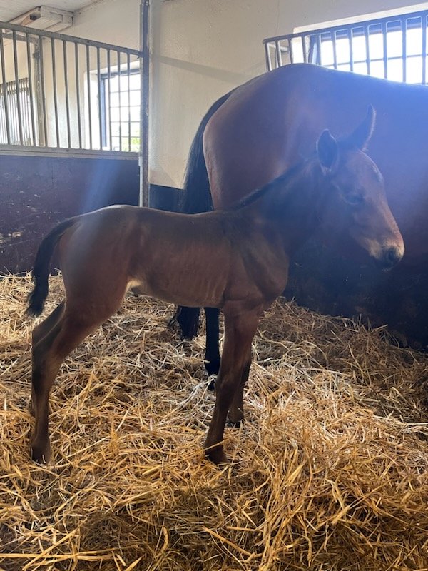 Ale' Pride Gar🇮🇹 har blivit moder till ett hingstföl, Dobýt Thyself efter Greenshoe🇺🇸Hon är bokad till Googoo Gaagaa🇺🇸 i år

Ale' Pride Gar är ett välstammat Italienskt sto med fantastiska Varenne som fader, Ale' Pride Gar var själv ett duktigt tävlingssto  som segrade 7 gånger