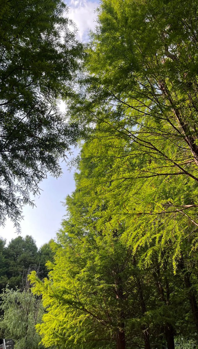 午後のひととき、静けさの中に温もりが漂う。陽光が湖面に降り注ぎ、金色の波紋が広がる。木々の影が揺れ、そよ風が涼しさを届けてくれる。こんな散歩は、自然との心のこもった会話のよう。💛