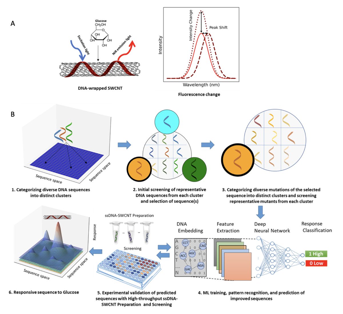 Discovery of a DNA-based Optical Nanotube Sensor for Glucose Using Clustering and Deep Learning Algorithms

１．This study presents the first successful identification of a single-stranded DNA (ssDNA) sequence that enables optical glucose sensing via single-walled carbon