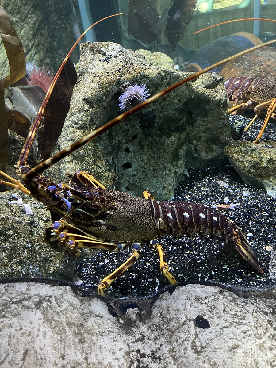 Say hello to one of our fascinating residents here at Sealife Adventure - the European Spiny Lobster 🦞

They are not actually considered a ‘true’ lobster as they actually do not have any claws and are known in the UK as Crawfish.

So come and meet this treasure of the deep sea!