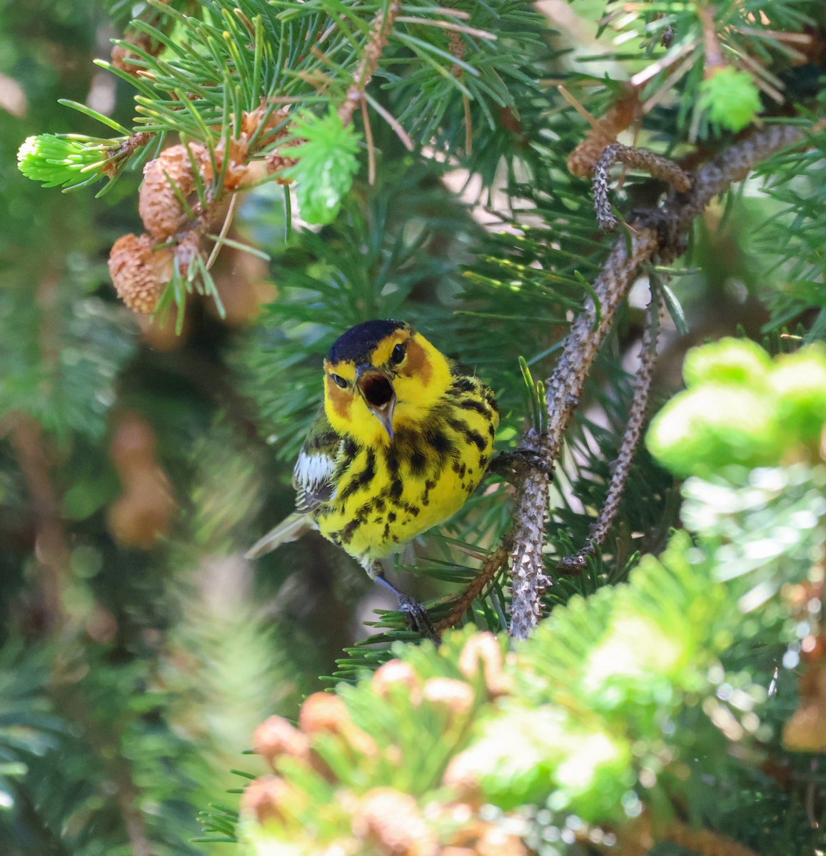 Sam Gebauer (@radiohammy) on Twitter photo Cape May warbler in Green-wood Cemetery (5/10/25) <a href="/BirdBrklyn/">Brooklyn Bird Alert</a>
(Follow me on IG @ brooklynham for more birds!) Cape May warbler in Green-wood Cemetery (5/10/25) <a href="/BirdBrklyn/">Brooklyn Bird Alert</a>
(Follow me on IG @ brooklynham for more birds!)