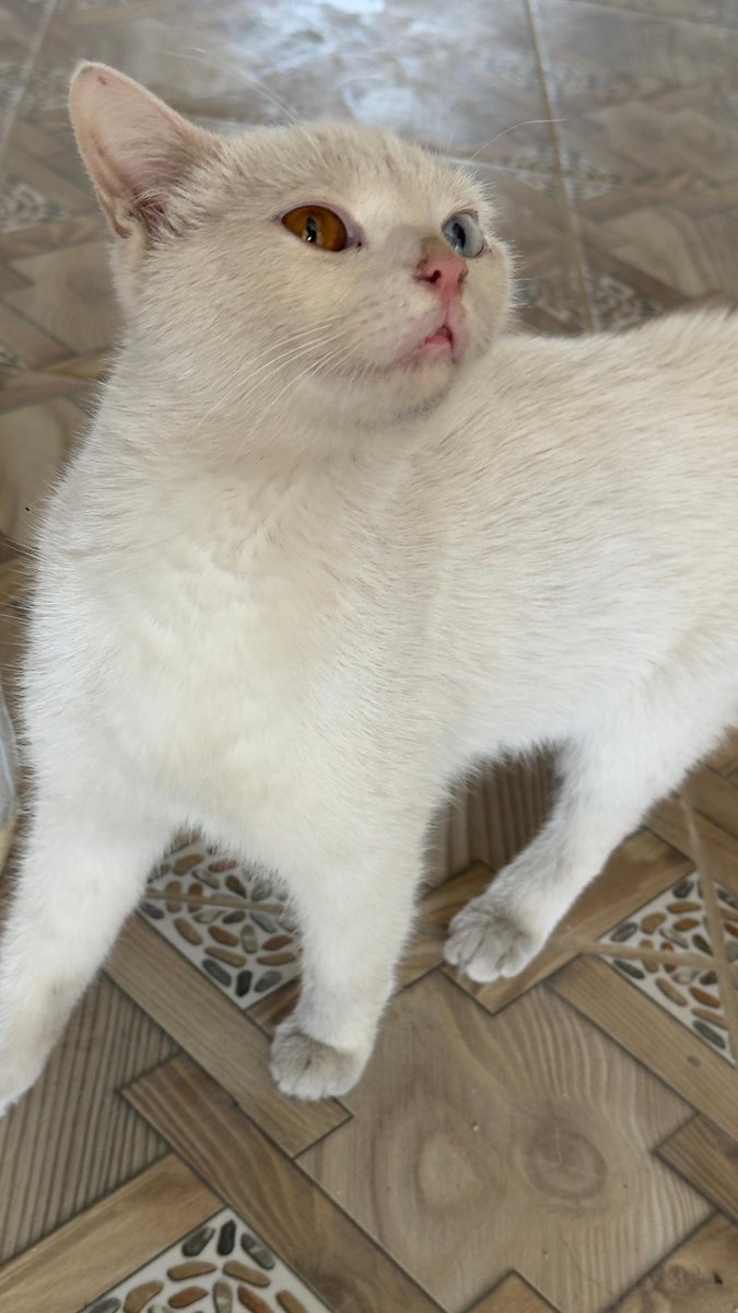 bu güzeller güzeli kızı terk etmişler, gözleri bile onu sahiplenmeniz için yeterli ya