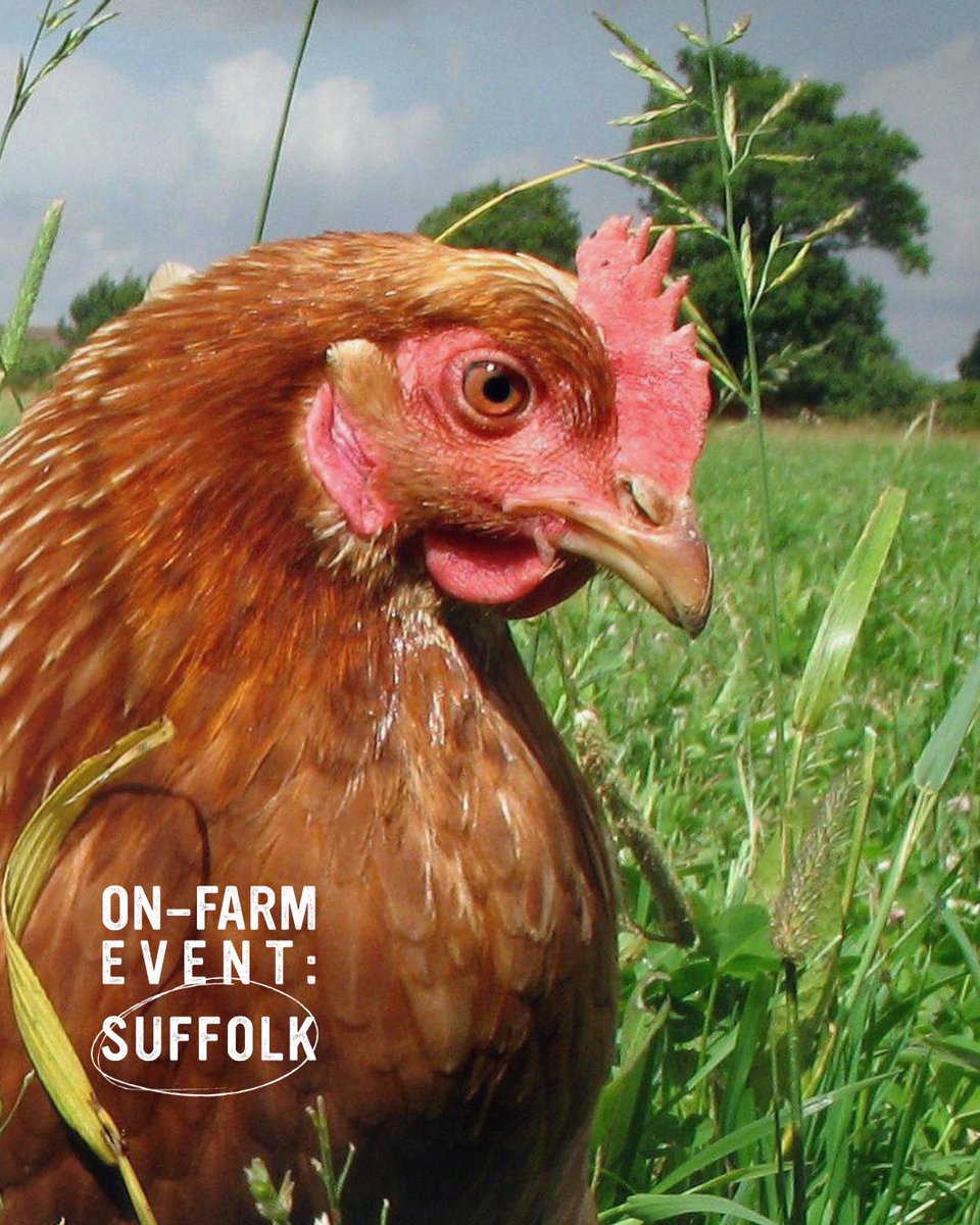 🐖🐓 Suffolk Pigs and Poultry Farmers, join us on Friday 30th May for a tour of Maple Farm, Kelsale, and soya free feed workshop. 

With Mike Mallet from Maple Farm, and Rebecca Mayhew of <a href="/OldHallFm/">Old Hall Farm</a>, Norfolk

📍 It’s FREE: just let us know you’re coming. eventbrite.co.uk/e/farm-tour-an…