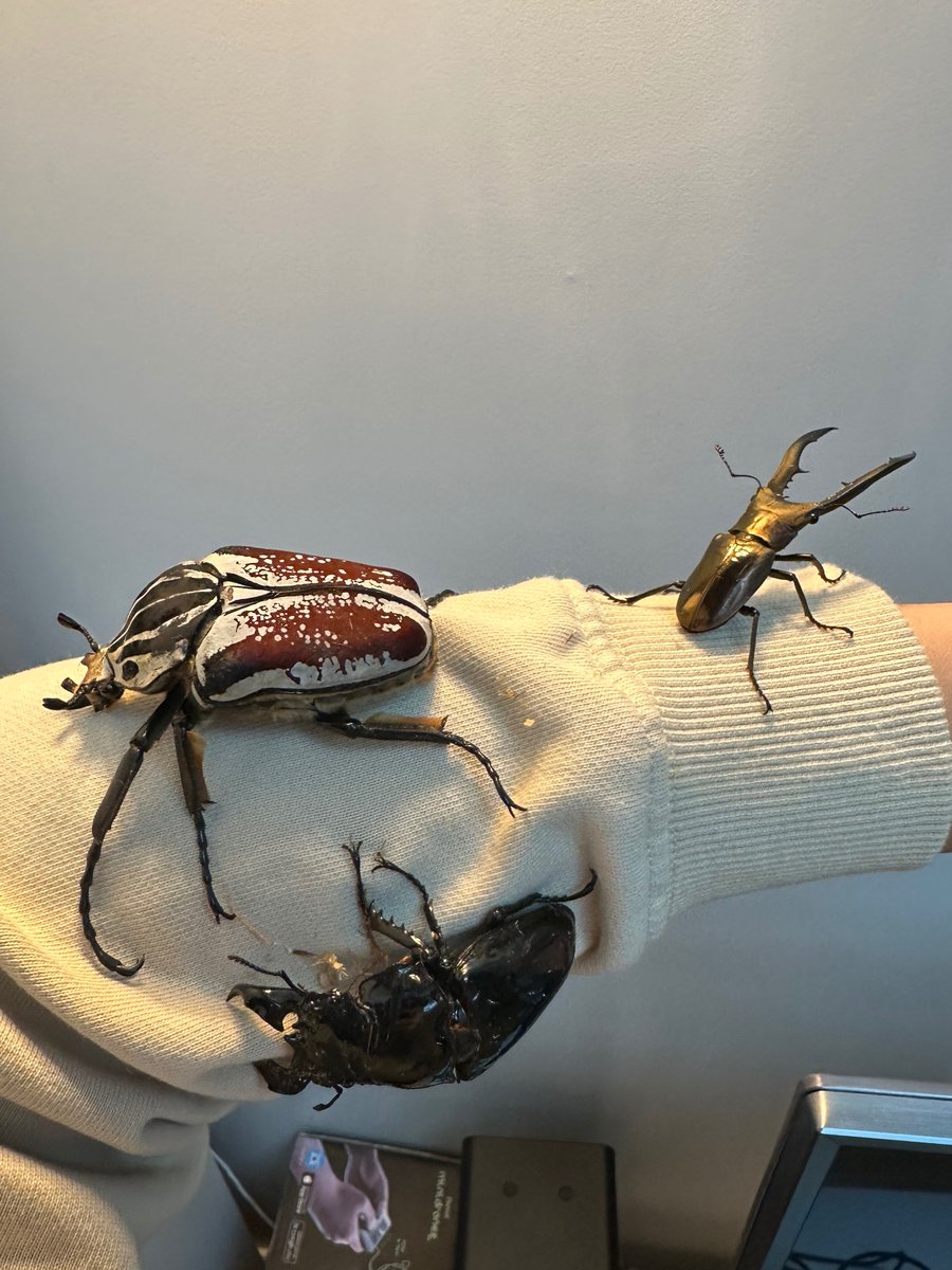 HuiSt's tweet image. Hello bug club ‼️‼️