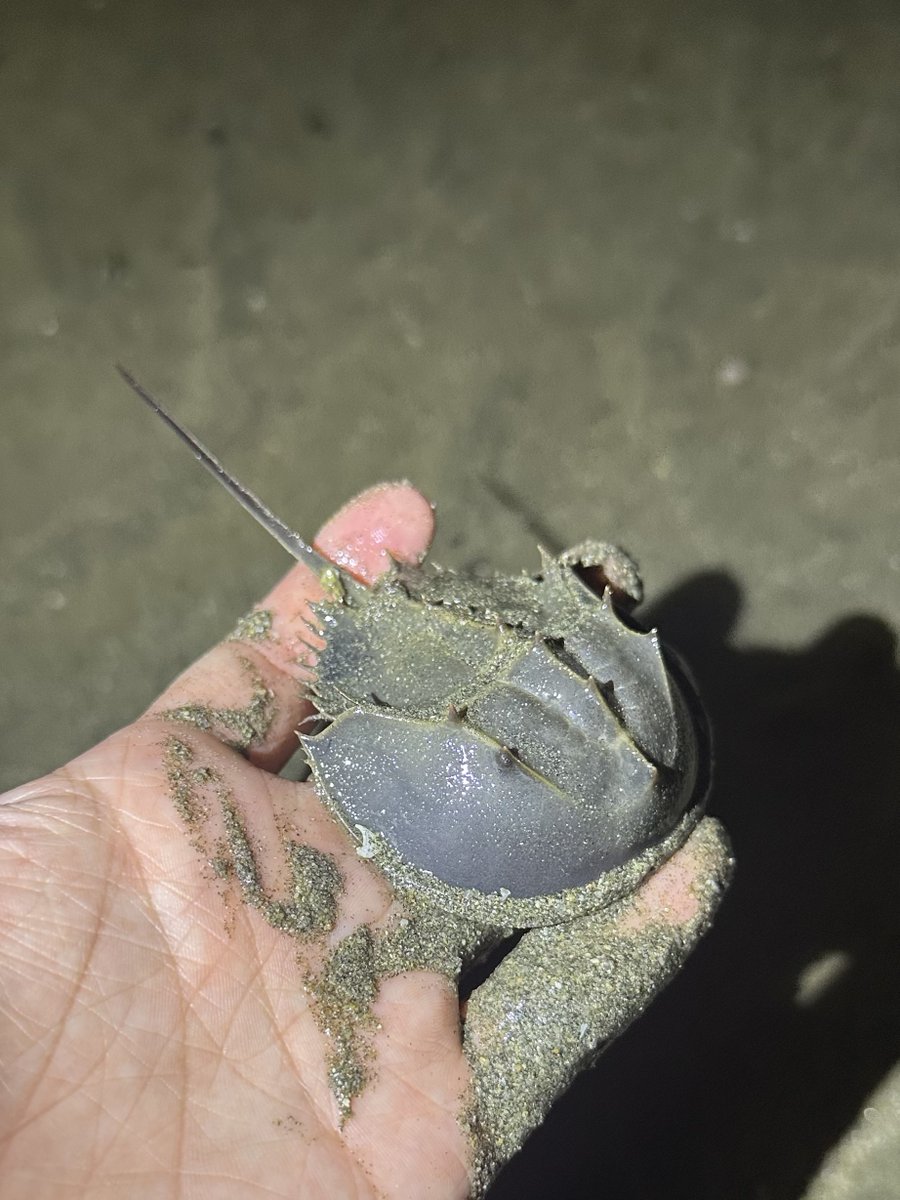 HuiSt's tweet image. Hello bug club ‼️‼️