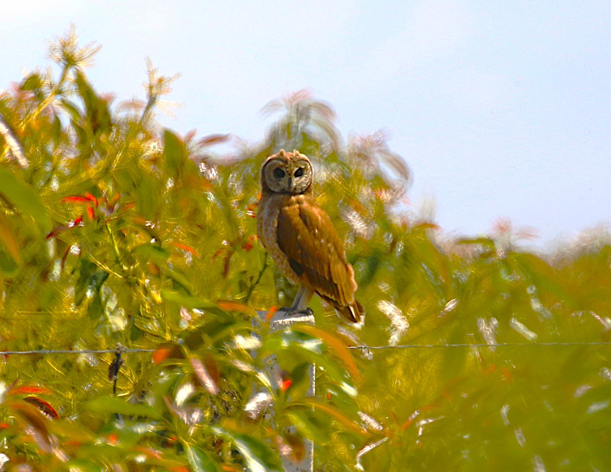 sean clancy (@trapsite) on Twitter photo A few highlights from last few days in northern Morocco with <a href="/ClevedonMoths/">Paul Chapman</a> & <a href="/Hamidmoroco/">Morocco Birding Trips 🦉🦉</a>; Maghreb Owl, Ruppell's Vulture, Atlas Flycatcher & Marsh Owl A few highlights from last few days in northern Morocco with <a href="/ClevedonMoths/">Paul Chapman</a> & <a href="/Hamidmoroco/">Morocco Birding Trips 🦉🦉</a>; Maghreb Owl, Ruppell's Vulture, Atlas Flycatcher & Marsh Owl