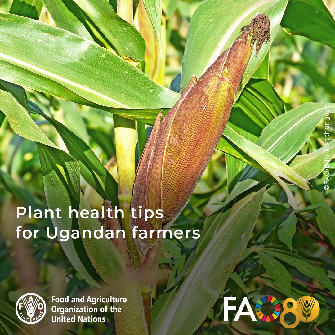 FAO in Uganda (@faouganda) on Twitter photo Today is International Day of Plant Health. <a href="/martin_ameu/">Martin Ameu</a>, an agronomist with <a href="/FAOUganda/">FAO in Uganda</a> shares TEN tips on how to keep your crops healthy:
🫘 Use clean & certified seeds - Prevent disease from the start.
🔄Rotate crops - Switch crops e.g 🌽& 🫘 to stop pests & improve soil. Today is International Day of Plant Health. <a href="/martin_ameu/">Martin Ameu</a>, an agronomist with <a href="/FAOUganda/">FAO in Uganda</a> shares TEN tips on how to keep your crops healthy:
🫘 Use clean & certified seeds - Prevent disease from the start.
🔄Rotate crops - Switch crops e.g 🌽& 🫘 to stop pests & improve soil.