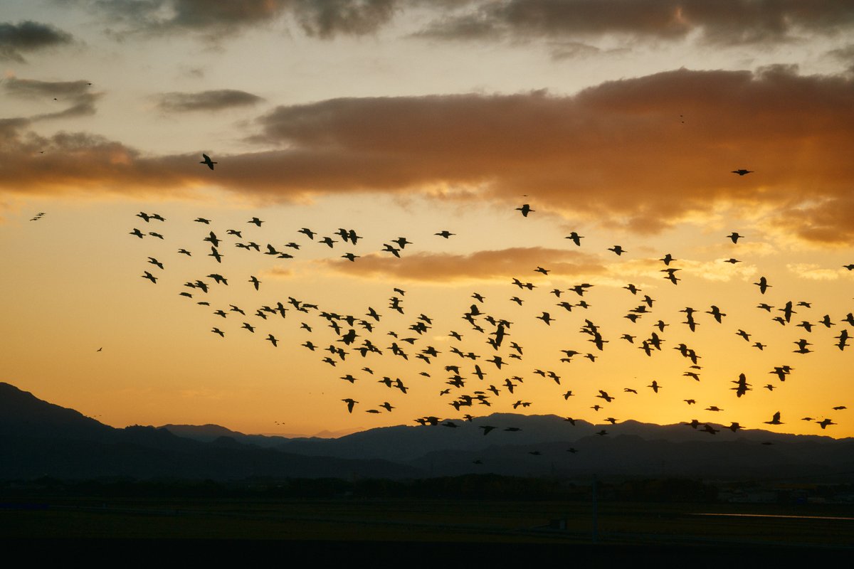 真道 健志 / Shindo Takeshi tweet media