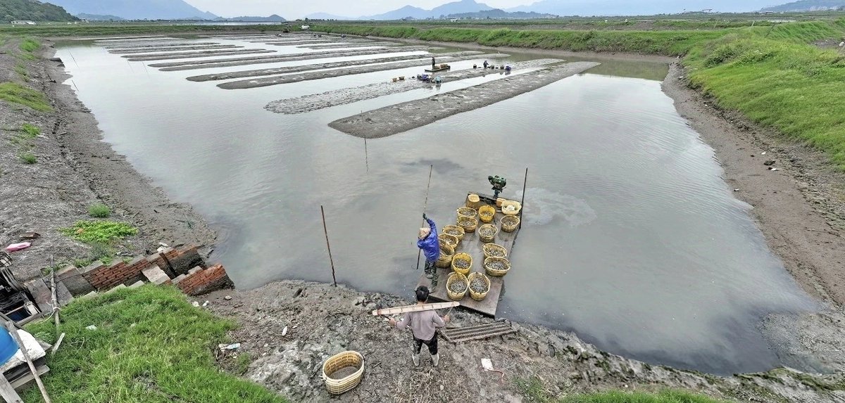NingdeCity's tweet image. 🌊#Seafood harvest in #Ningde! Razor clam farmers are busy harvesting on Zhangwan's tidal flats. Known for their tender, delicious meat, these #clams are a local delicacy loved by foodies.😋 #TastyNingde