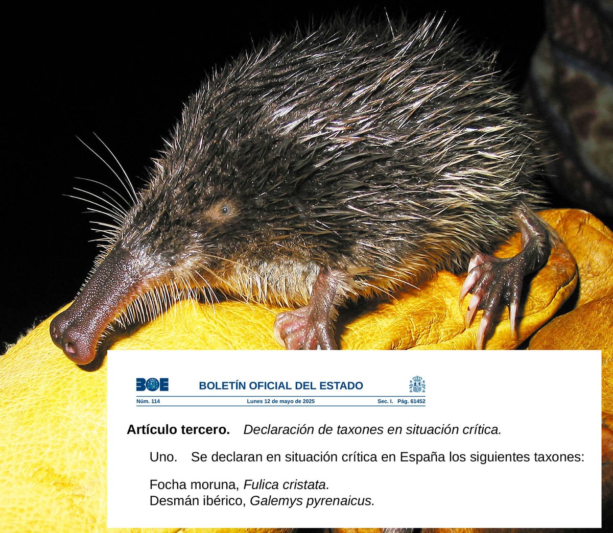 EL DESMÁN, EN SITUACIÓN CRÍTICA. El BOE publica hoy el reconocimiento oficial de que el desmán está en las últimas. Necesitamos actuaciones extraordinarias para impedir que desaparezca un animal extraordinario.
#desmaniberico #desmandespyrenees #galemys
