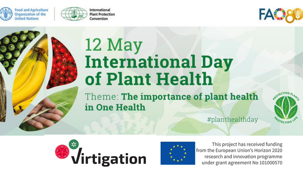 On International #PlantHealthDay, #VIRTIGATION partners reinforce their commitment to protect 🍅🥒 #Plants from emerging #PlantViruses - find out more about our research: virtigation.eu #H2020 #EUFunded #PlantHealth