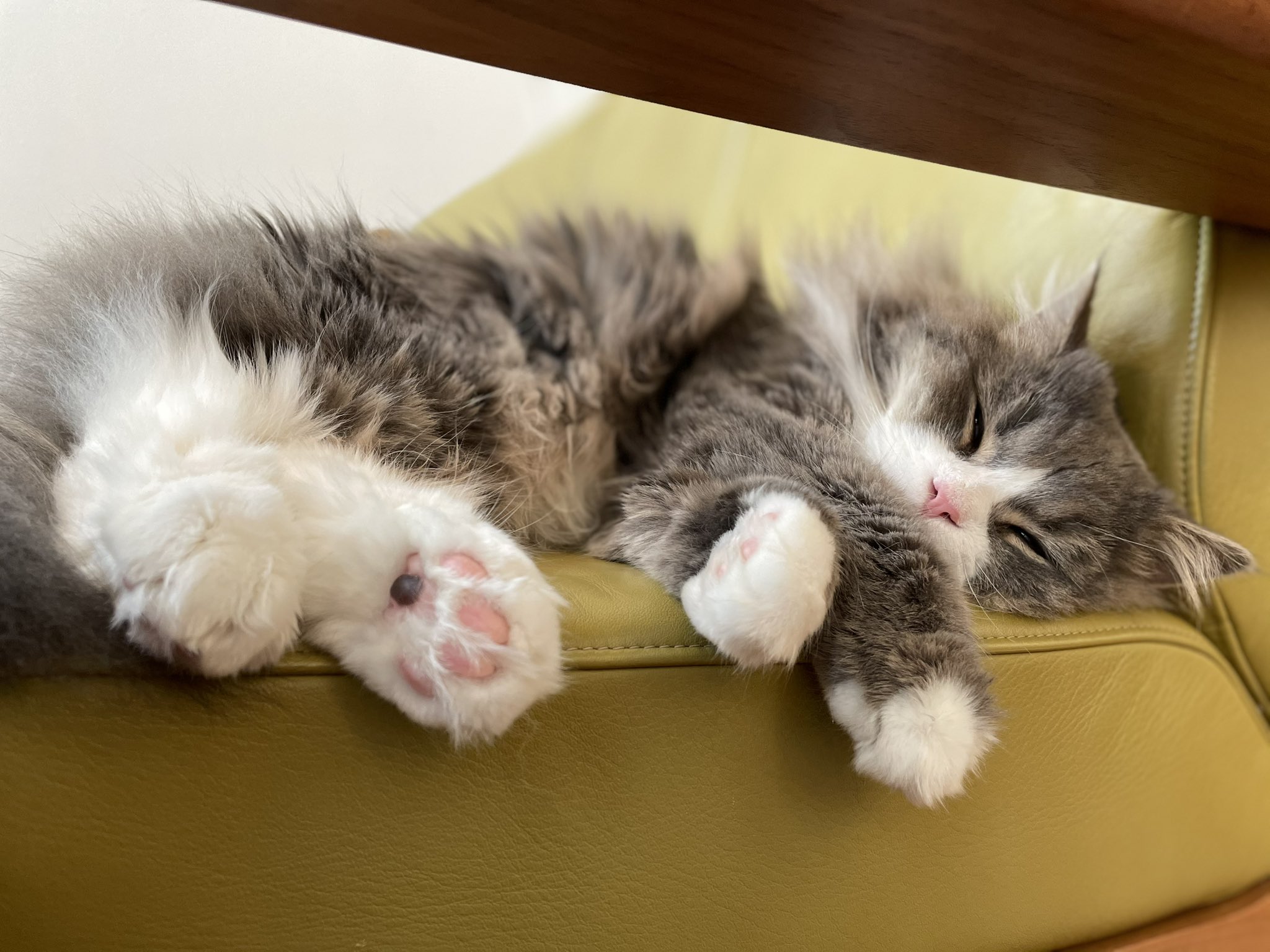 愛犬、愛猫大好き (*^^*) 愛犬・愛猫の成長記録 vol.669