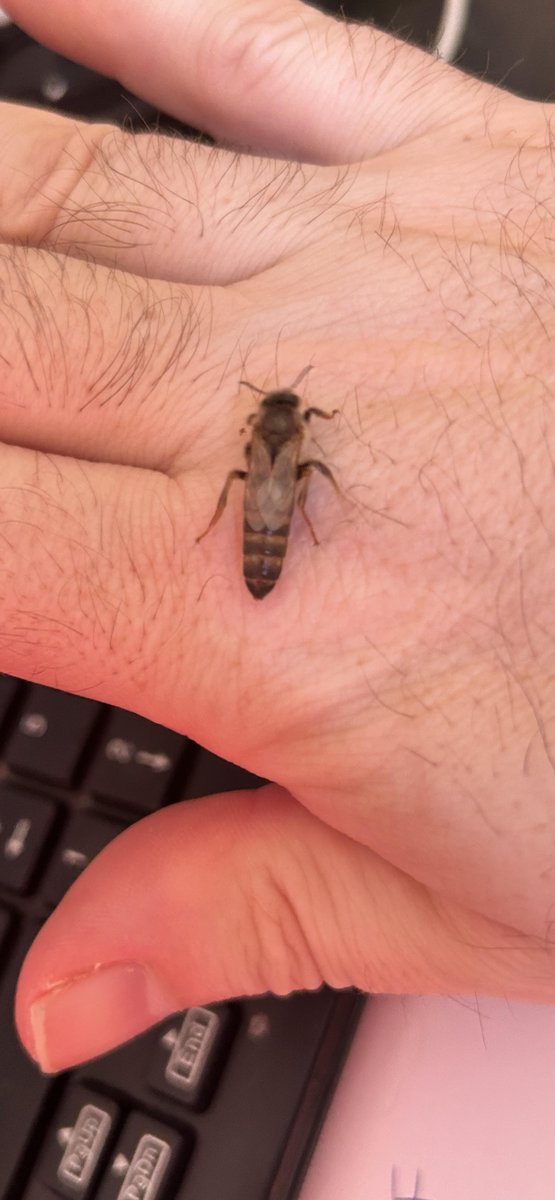 BroadsBee's tweet image. Look at this big beautiful girl.  One of the first daughters of our @jolantasqueens breeder queen to emerge in the incubator this morning.  Busy day now sorting 34 more of them out and into mating nucs.  Queen rearing is the best part of beekeeping!