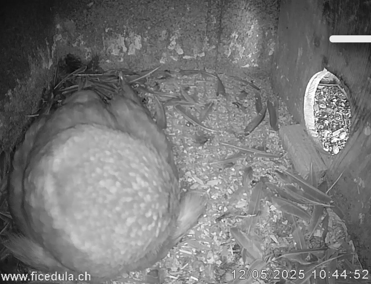 Athena impegnata nella cova 🪺🦉🦉
Il nido era bello pulito 😅 adesso già non più 😅
Segui le nostre civette live su ficedula.ch ❤️