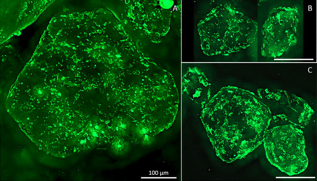Farooq Moin (@farooqmoin_) on Twitter photo Our new paper is out in <a href="/SciReports/">Scientific Reports</a>
We show that microbial communities on individual sand grains create anoxic #microenvironments—enhancing nitrogen loss even in oxygenated coastal #sediments
doi.org/10.1038/s41598…
#NitrogenCycle #MarineScience
<a href="/MarineMicrobio/">Max Planck Institute for Marine Microbiology</a> <a href="/BiogeoMPIBremen/">Biogeo MPI Bremen</a> Our new paper is out in <a href="/SciReports/">Scientific Reports</a>
We show that microbial communities on individual sand grains create anoxic #microenvironments—enhancing nitrogen loss even in oxygenated coastal #sediments
doi.org/10.1038/s41598…
#NitrogenCycle #MarineScience
<a href="/MarineMicrobio/">Max Planck Institute for Marine Microbiology</a> <a href="/BiogeoMPIBremen/">Biogeo MPI Bremen</a>