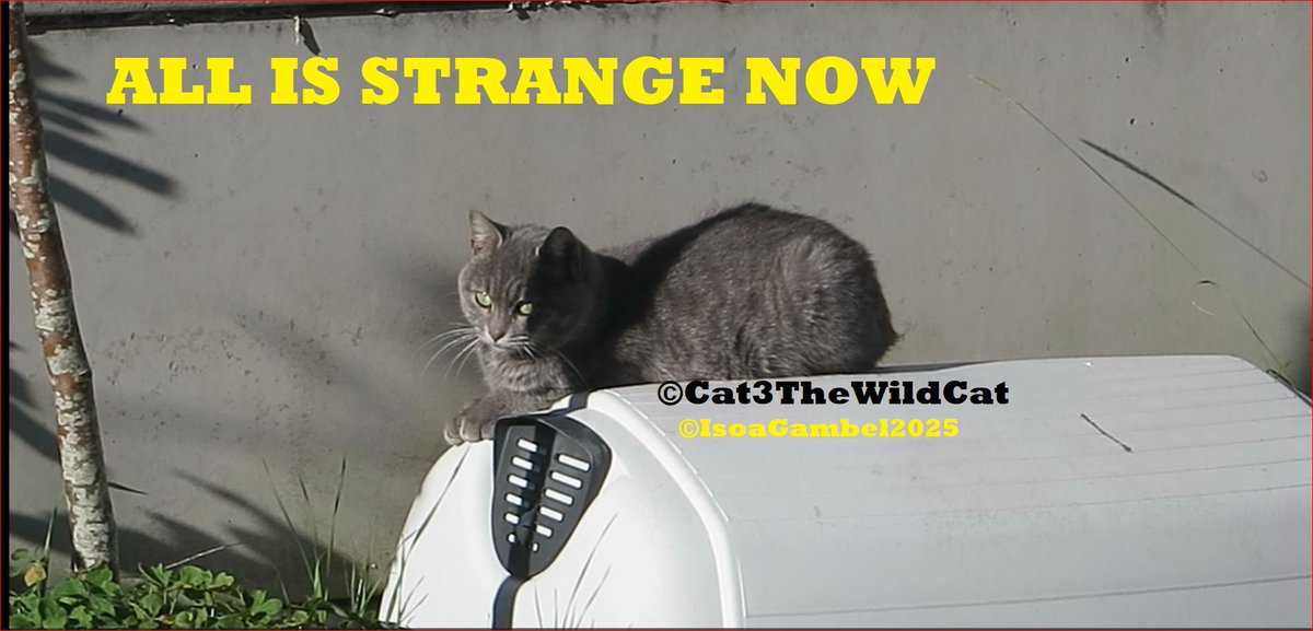 IsoaG's tweet image. #Cat3TheWildCat #MyBoyFriend #StoryCat3TheWildCat #happyday #Caturday #catlovers #funnyPost #AnimalLovers #MyPic #goodMorning
