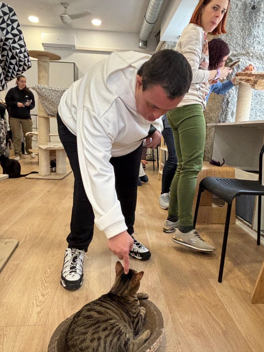 Afandice1's tweet image. Disfrutando de un día gatuno en @lagatoteca 
#interacción #terapia #emociones