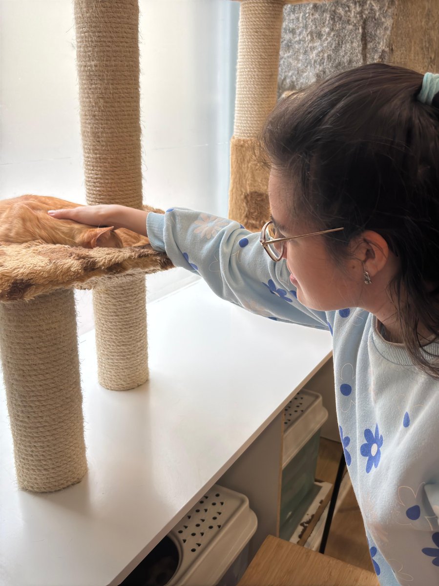 Afandice1's tweet image. Disfrutando de un día gatuno en @lagatoteca 
#interacción #terapia #emociones