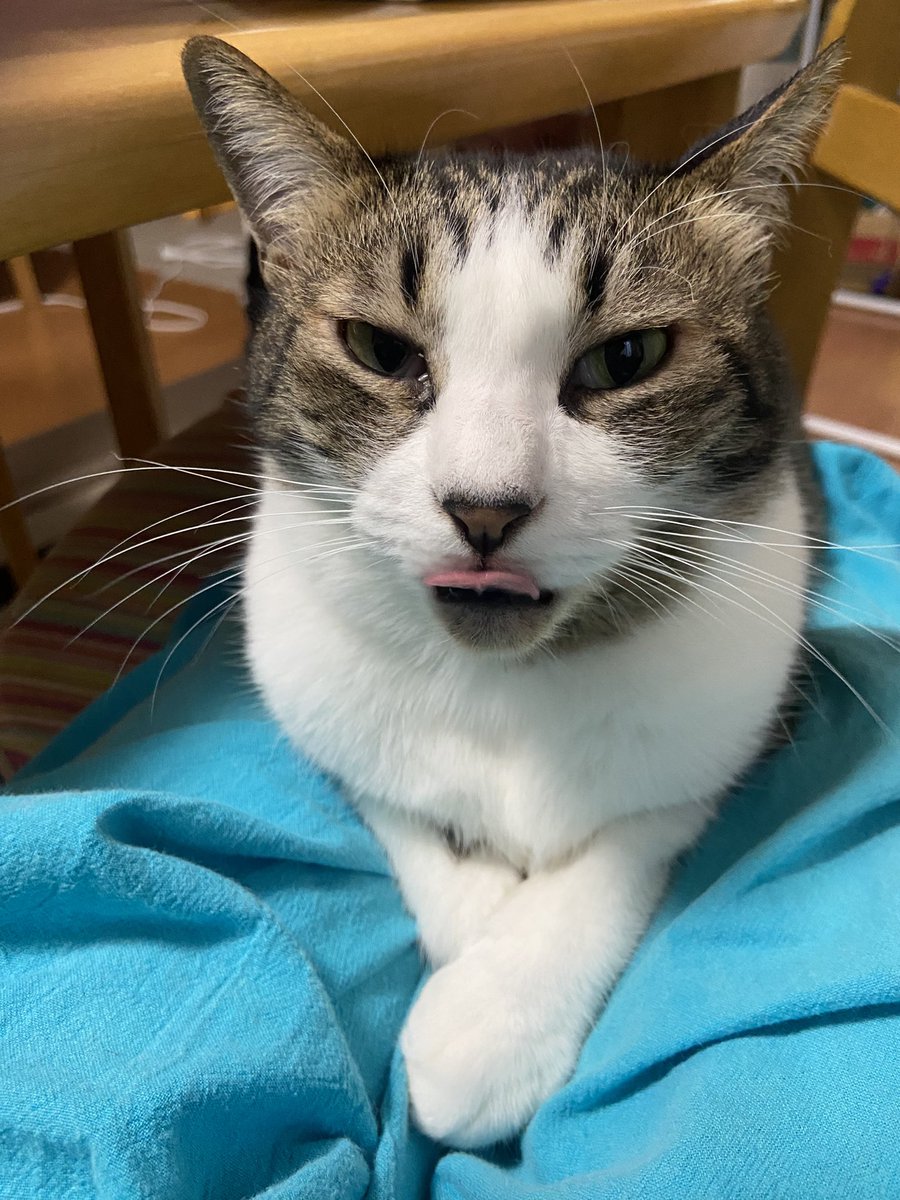私の膝の上にいること、小1時間。

そろそろ夕飯の支度をさせてもらっていいですか？

#猫のいる暮らし