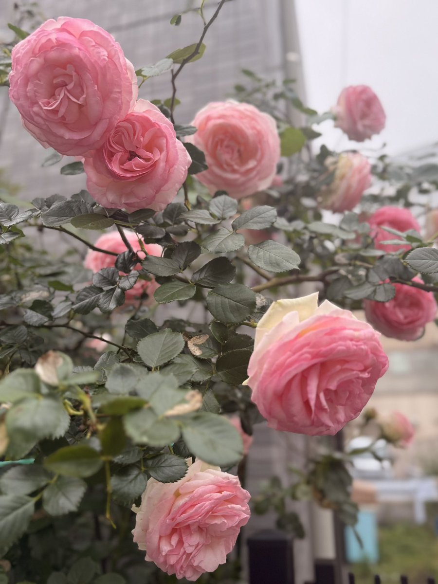 最近お散歩中に遭う薔薇が綺麗😍🌹