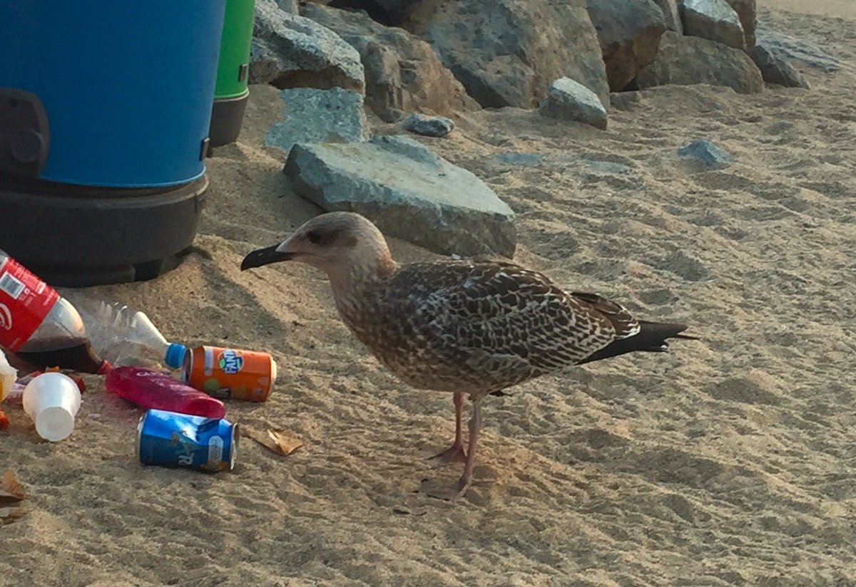 CSIC en Catalunya (@csiccat) on Twitter photo La parálisis que afecta a las gaviotas y otras aves acuáticas estaría causada por botulismo, según nuevo estudio
El síndrome parético está mermando las poblaciones de #aves desde hace años
Con <a href="/IEOVigo/">IEO Vigo</a> <a href="/IDAEA_CSIC/">Inst. of Environmental Assessment & Water Research</a> <a href="/IREC_CSIC_UCLM/">IREC (CSIC, UCLM, JCCM)</a> #CEFAS <a href="/institutpasteur/">Institut Pasteur, since 1887</a>
delegacion.catalunya.csic.es/la-paralisis-q… La parálisis que afecta a las gaviotas y otras aves acuáticas estaría causada por botulismo, según nuevo estudio
El síndrome parético está mermando las poblaciones de #aves desde hace años
Con <a href="/IEOVigo/">IEO Vigo</a> <a href="/IDAEA_CSIC/">Inst. of Environmental Assessment & Water Research</a> <a href="/IREC_CSIC_UCLM/">IREC (CSIC, UCLM, JCCM)</a> #CEFAS <a href="/institutpasteur/">Institut Pasteur, since 1887</a>
delegacion.catalunya.csic.es/la-paralisis-q…