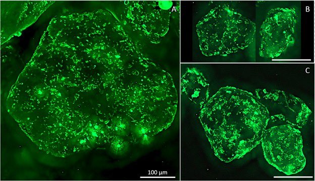 Biogeo MPI Bremen (@biogeompibremen) on Twitter photo Excited to share our latest publication in <a href="/SciReports/">Scientific Reports</a>! We show how microbial activity creates anoxic #microenvironments on individual sand grains, driving nitrogen loss in well-oxygenated coastal #sediments.
doi.org/10.1038/s41598…
#Biogeochemistry #MarineMicrobiology Excited to share our latest publication in <a href="/SciReports/">Scientific Reports</a>! We show how microbial activity creates anoxic #microenvironments on individual sand grains, driving nitrogen loss in well-oxygenated coastal #sediments.
doi.org/10.1038/s41598…
#Biogeochemistry #MarineMicrobiology