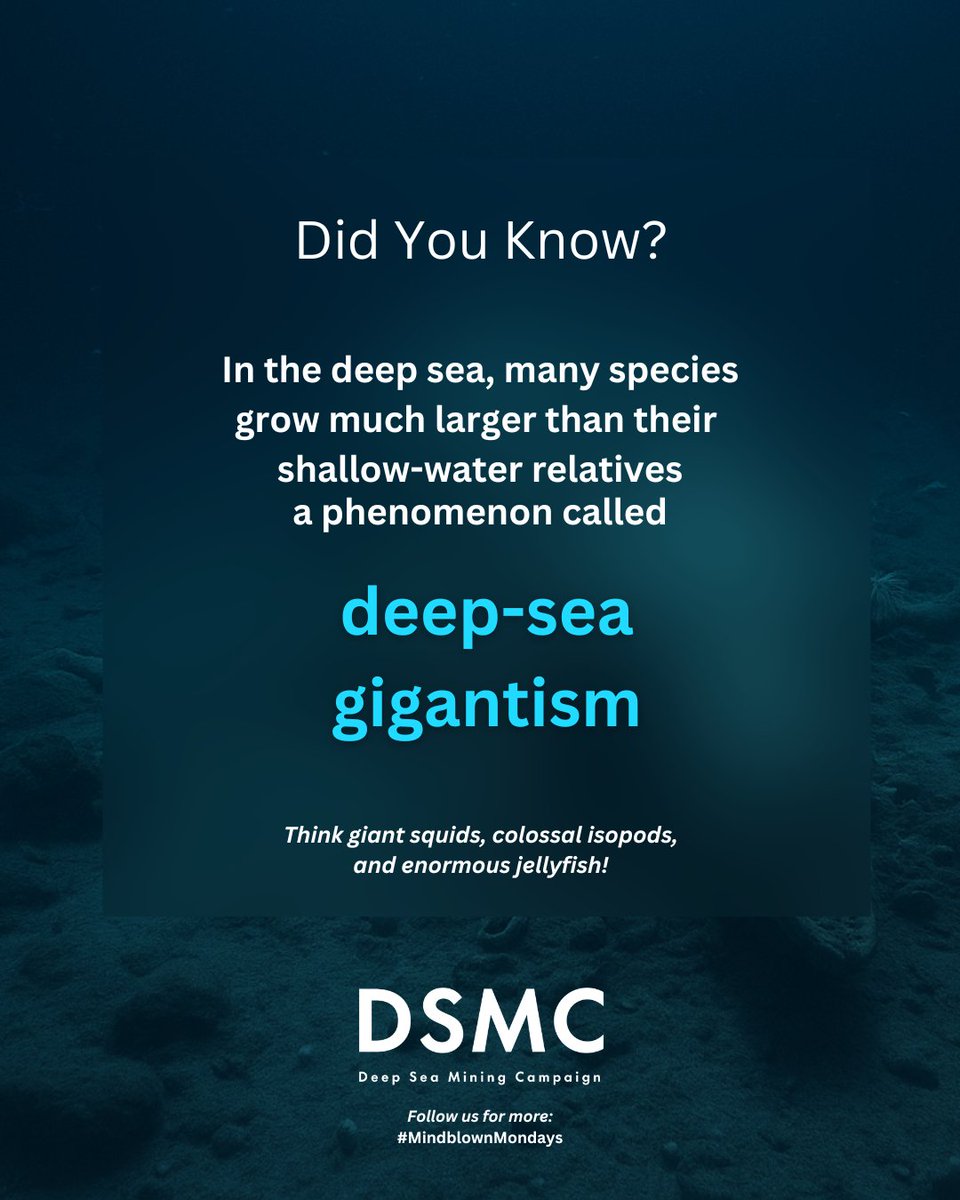 🦑 Mindblown Monday!
Deep-sea gigantism is one of the many natural wonders hidden below the surface.
We must act to protect it now.

🔗 Defend our ocean: linktr.ee/nodeepseamining
#MindblownMondays #ProtectOurOceans #DSMC #StopDSM