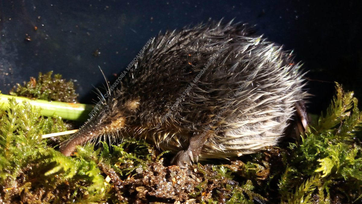 BIOSFERA Consultoría tweet media