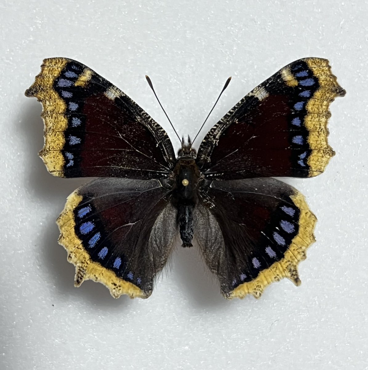 koki112420's tweet photo. キベリタテハ/高原の貴婦人

Nimphalis antiopa https://t.co/gguE54MM7h