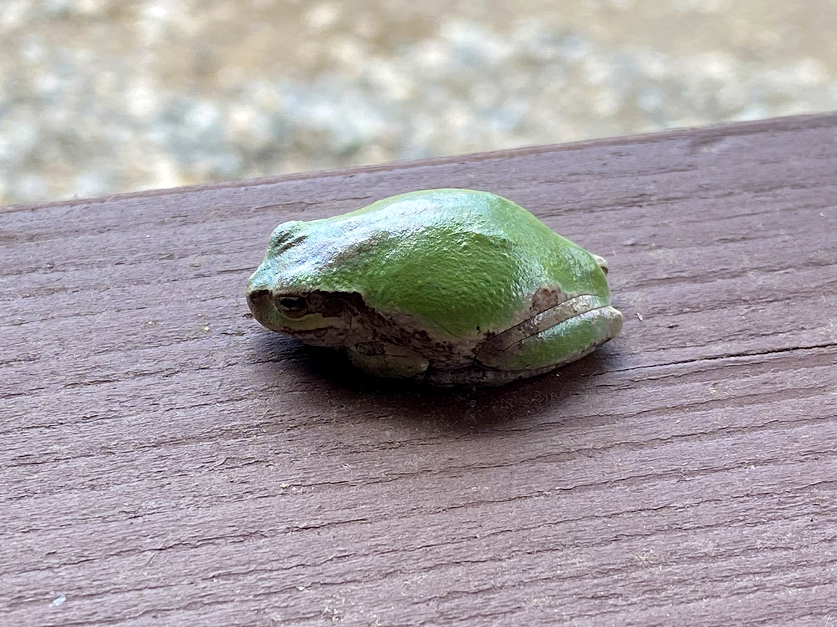 akiraaaaaart's tweet image. 考えるカエル🐸
#iPhone11Pro