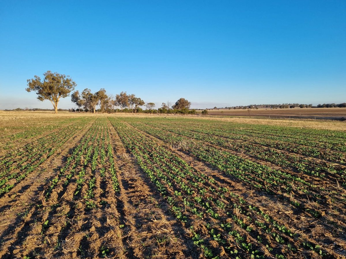 Justin Kudnig (@captaincanola) on Twitter photo 2025 Dale/Beverley WA #Hyola Innovation Systems Technology Trait Tolerance Canola Trial looking magnificent with supplementary irrigation. Gunna be a great site for WA growers/advisors to 👀 <a href="/AgingAgro/">Andrew Heinrich</a> <a href="/PacificSeeds/">Pacific Seeds</a> <a href="/hurgl1/">Tim Wilmshurst</a> <a href="/Ella201093/">Ella McDonald</a> <a href="/kalyx_australia/">Eurofins Kalyx</a> <a href="/schilgee/">iKarl iSchilg</a> <a href="/danrollsroyce/">Dan Rolls</a> 2025 Dale/Beverley WA #Hyola Innovation Systems Technology Trait Tolerance Canola Trial looking magnificent with supplementary irrigation. Gunna be a great site for WA growers/advisors to 👀 <a href="/AgingAgro/">Andrew Heinrich</a> <a href="/PacificSeeds/">Pacific Seeds</a> <a href="/hurgl1/">Tim Wilmshurst</a> <a href="/Ella201093/">Ella McDonald</a> <a href="/kalyx_australia/">Eurofins Kalyx</a> <a href="/schilgee/">iKarl iSchilg</a> <a href="/danrollsroyce/">Dan Rolls</a>