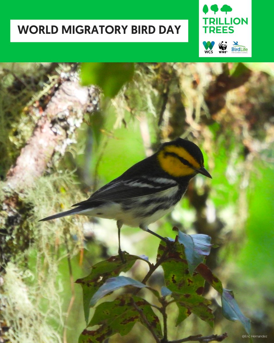 Trillion Trees (@1trilliontrees) on Twitter photo 🌍🐦 #WorldMigratoryBirdDay 
Billions of birds migrate each year, relying on #forests to rest & nest. The endangered Golden-cheeked Warbler migrates from Central Texas to Central America, but habitat loss is pushing it toward extinction. 
Help us #restore their path! 🌍🐦 #WorldMigratoryBirdDay 
Billions of birds migrate each year, relying on #forests to rest & nest. The endangered Golden-cheeked Warbler migrates from Central Texas to Central America, but habitat loss is pushing it toward extinction. 
Help us #restore their path!