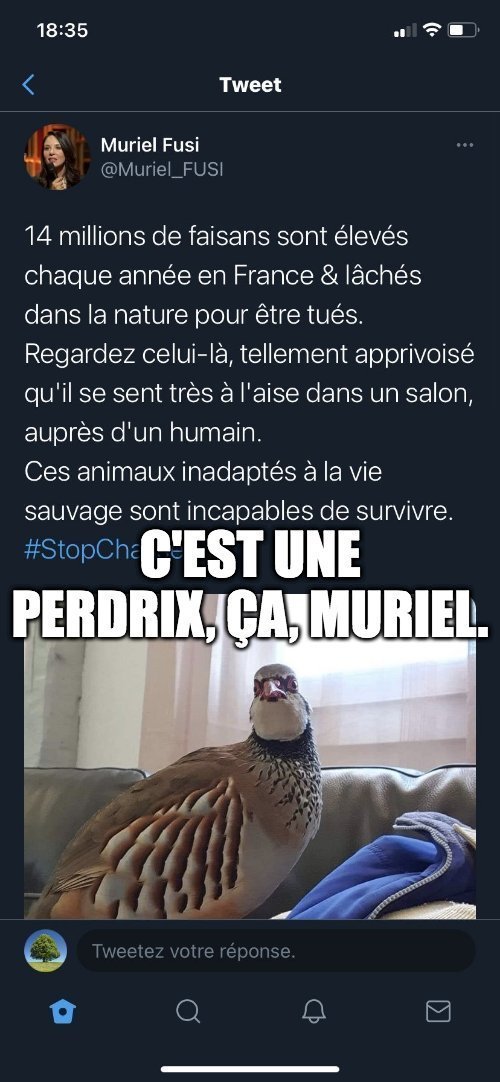 FrancAller_info's tweet photo. @Lyzaabelle Avant, Yzabelle. 
Très (très) avant...
#Faisans
#IlsSachentNousChassons https://t.co/qfFVOVBfSw