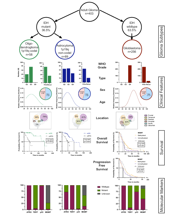 King's Neurosurgery (@kingsneuro) on Twitter photo We have published a milestone multicentre study on "Genomic landscape of diffuse glioma revealed by whole genome sequencing" <a href="/NatureComms/">Nature Communications</a>
paper: rdcu.be/elD0y
👉identified an extended catalogue of recurrent coding and non-coding genetic mutations We have published a milestone multicentre study on "Genomic landscape of diffuse glioma revealed by whole genome sequencing" <a href="/NatureComms/">Nature Communications</a>
paper: rdcu.be/elD0y
👉identified an extended catalogue of recurrent coding and non-coding genetic mutations