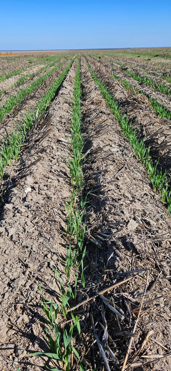 A trip out to the ranch today to drop off parts and meals for the next couple of days,  which also means a quick peek at the crops.