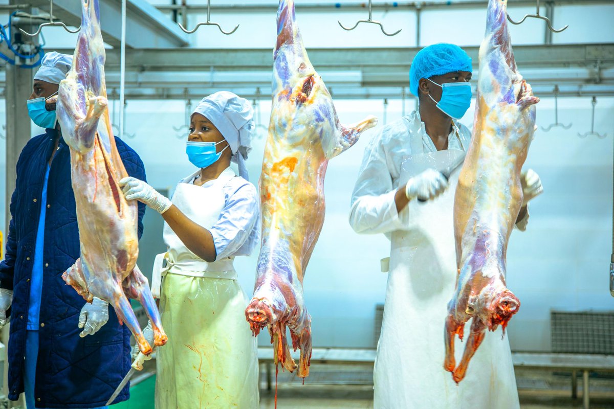 Uwekezaji Tanzania📍

Miradi huleta mchango wa ajira, kuchangia mapato nk. 

Huu ni Mradi wa -  UNION MEAT GROUP

Ni Mradi wa ufugaji wa mifugo usindikaji wa kisasa na usambazaji  wa nyama za mbuzi, kondoo na Ng’ombe kilichopo Chalinze mkoani Pwani. Kiwanda hiki kilianza