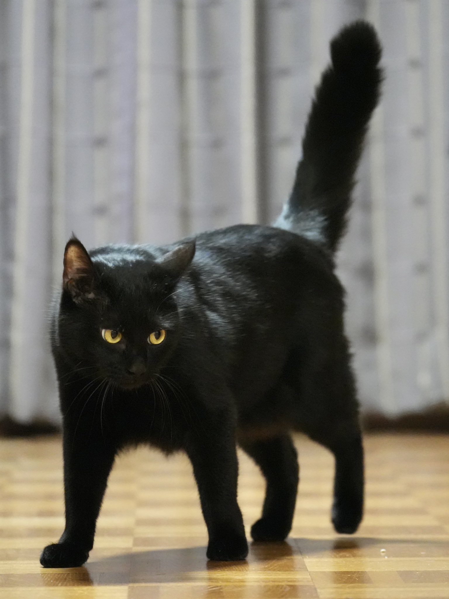 豪奢な 黒猫つくねちゃん太しっぽ on X:  チャーム