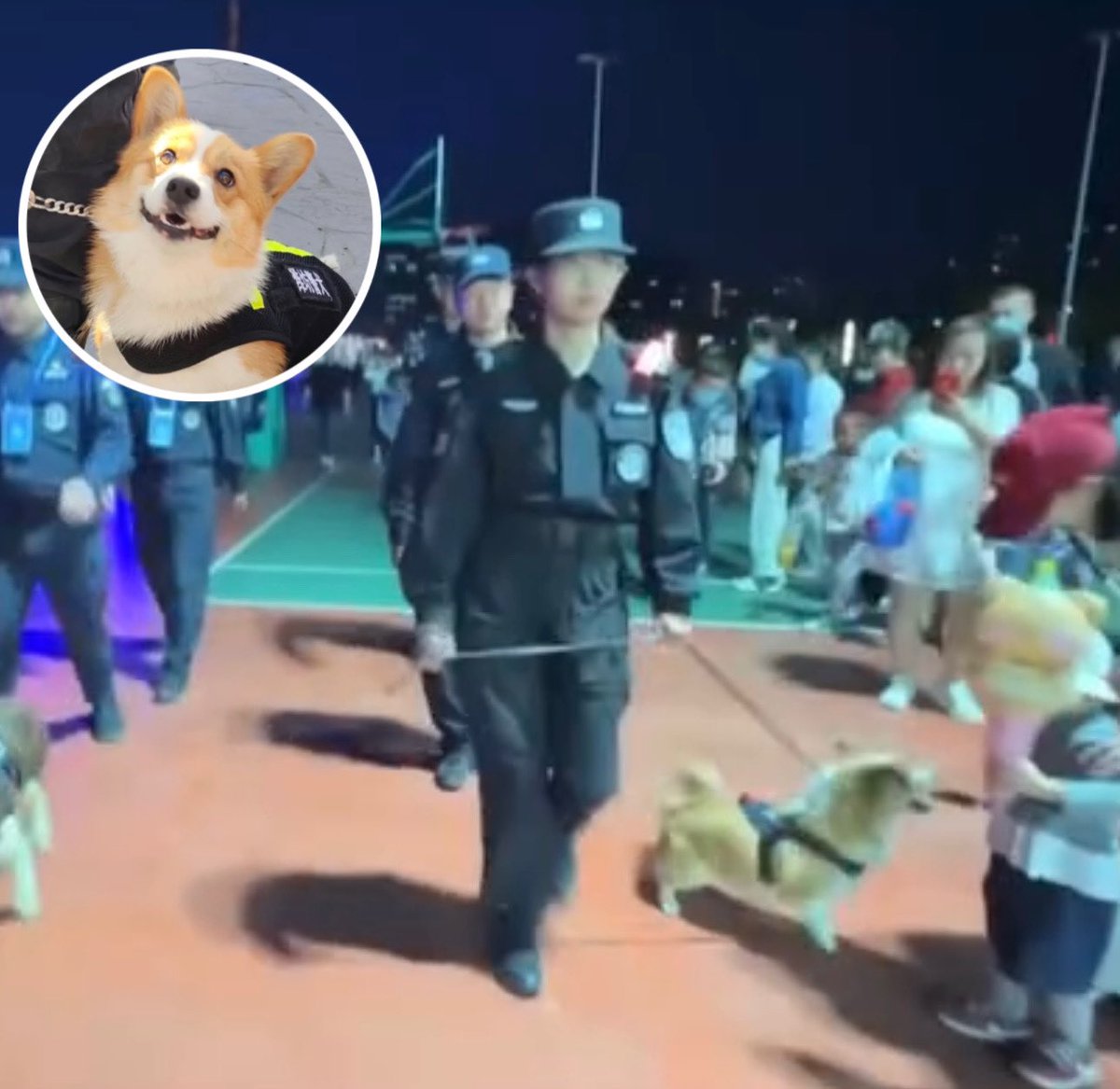 China’s first police corgi steals sausage from child 😭