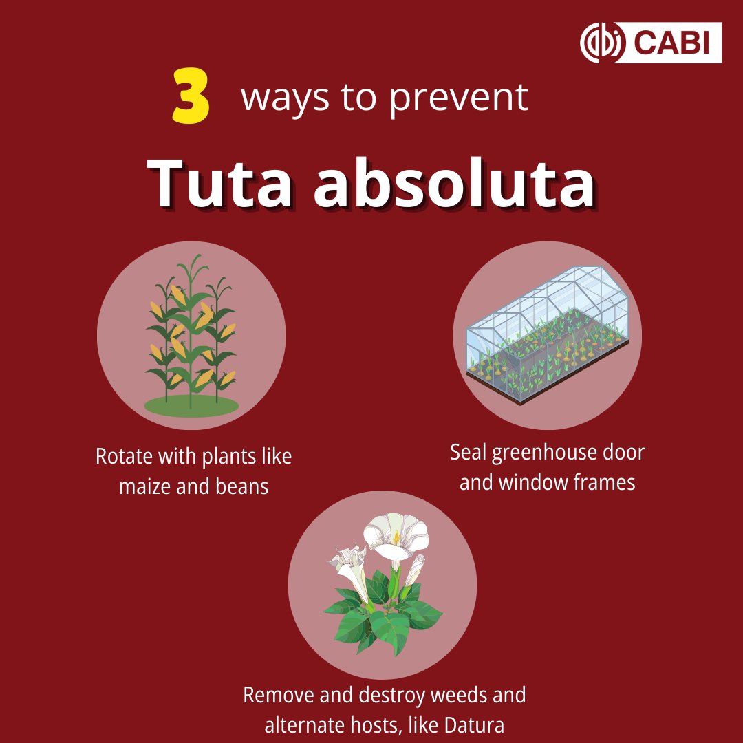 Tuta absoluta, a harmful tomato pest, has spread globally since its discovery in Spain in 2006. Farmers are growing more concerned as it spreads through global trade.

Here are ways to prevent damage: