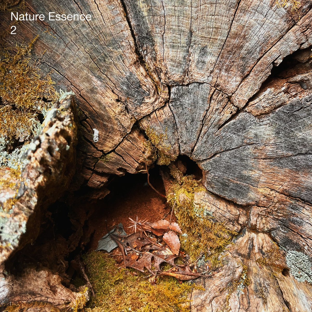 btreo's tweet image. 新しいBEAT TAPE 本日配信開始です🌲
“Nature Essence 2”
自然をテーマにしたアルバムの続編となってます🌕
身近の自然の中で聴いてもらえたら幸いです！是非⛰️

linkco.re/gFUNHyrH?fbcli…