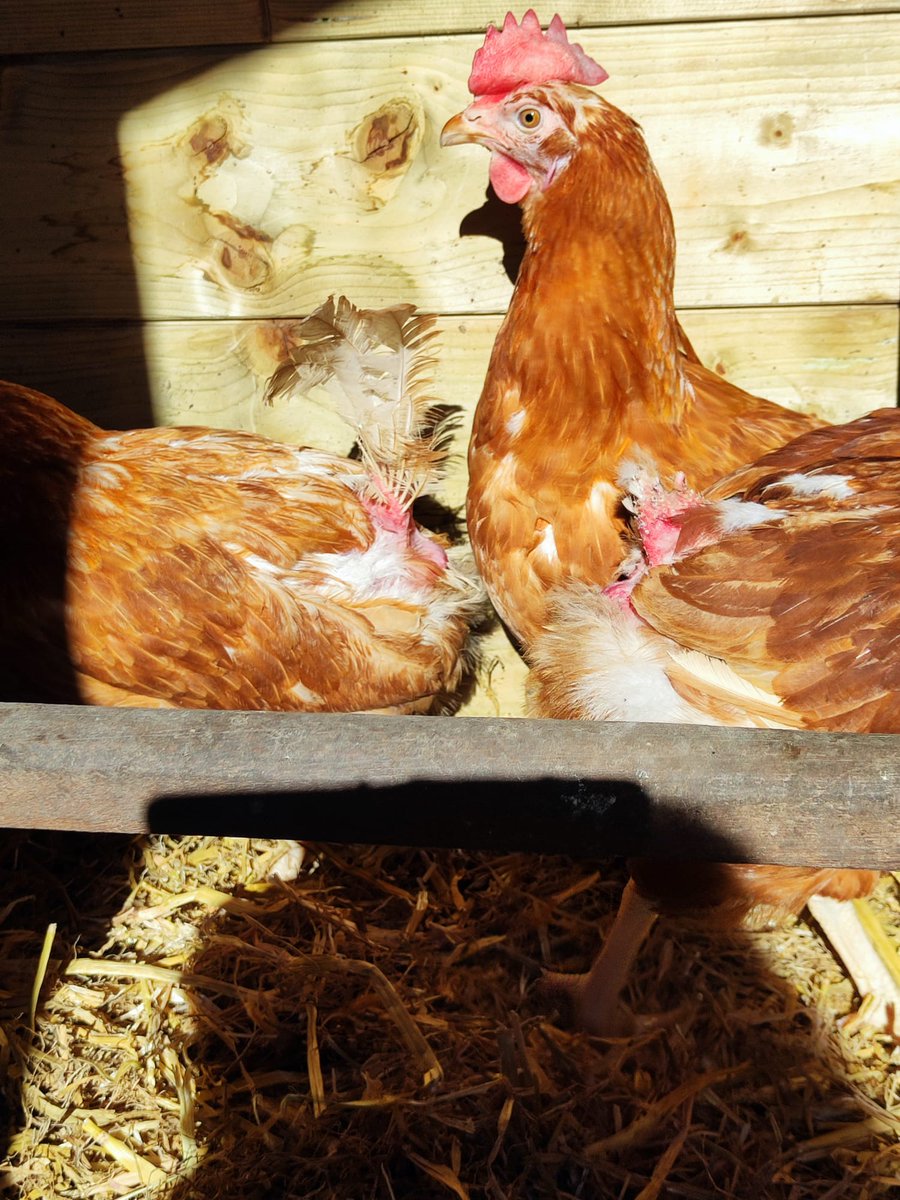 René Perdok 🐾Perdoggy🐇 BFA Groningen 🐔 tweet media