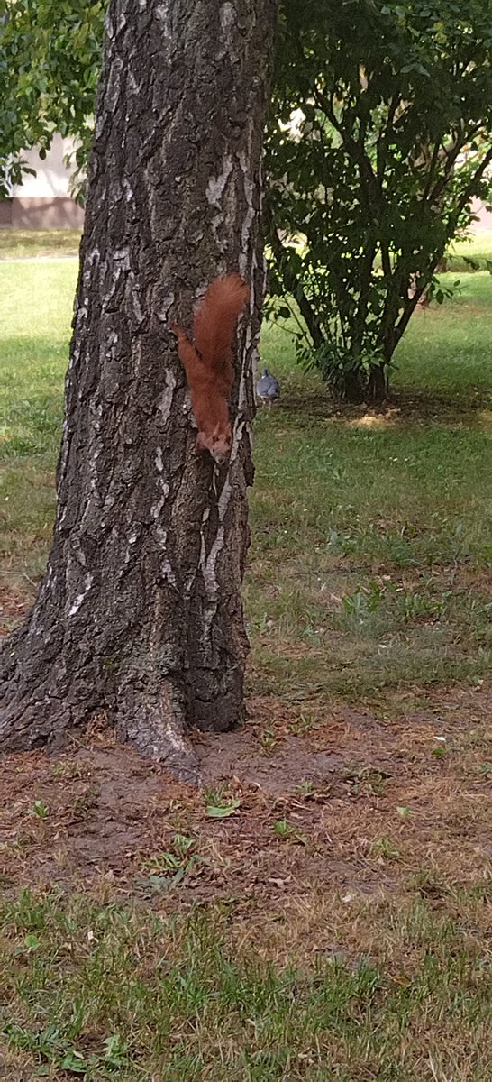 HenryLovato10's tweet photo. Scroll for surprise 😜🐿️🕊️
#natur #nature #naturfotografie #naturephotography #ichliebenatur #ilovenature #beautiful #hübsch #schön #wunderschön #wundervoll #wonderful #berlin #eichhörnchen #squirrel #taube #dove #pigeon https://t.co/5vKUvh9pUg