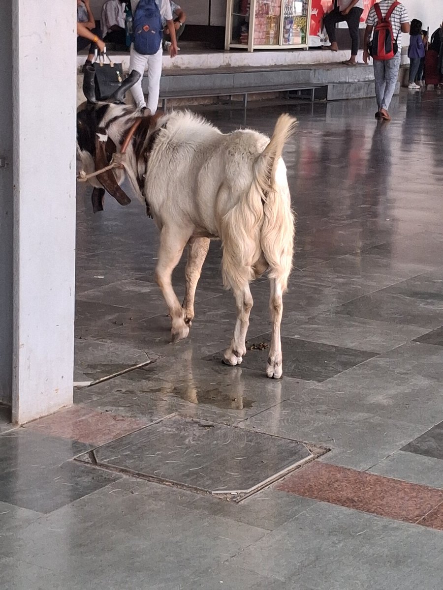 earth3153's tweet photo. A scene at platform no 1 of Rani Kamlapati railway station, supposedly a world class Rly station at  bhopal
 A goat is tied to a pole by a passenger without any concern about unhygienic condition it s creating. No official has taken not of. #railwayminister #drmbhopal https://t.co/bkUpl0xdAE