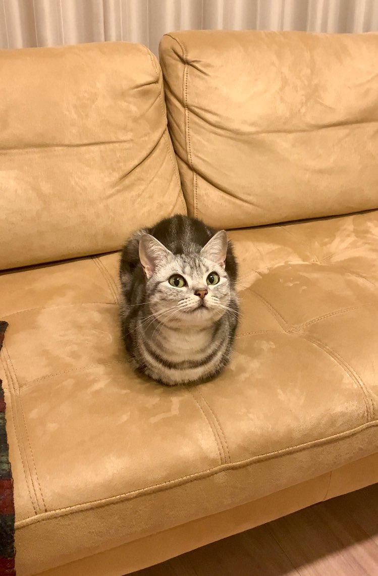 ねこ「おててないないドヤッ」