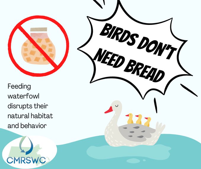 MAStormH2O's tweet photo. Birds do not need bread. Avoid feeding waterfowl because it disrupts their natural behaviors and causes them to gather in places they wouldn't normally be. This then causes their waste to build up near waterways, where it can harm water quality. #PreventPollution https://t.co/lSRRf435Wq