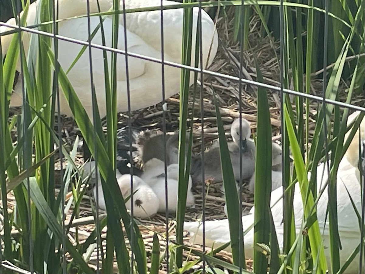 adrianpgibson's tweet photo. Some little balls of cygnet fluff to chase away the Monday blues 💙

#cygnets #swans #swanwatch #newlyhatched #theponds #parklife #nature #brockwellpark #hernehill #lambeth https://t.co/6aCaL9lv5T