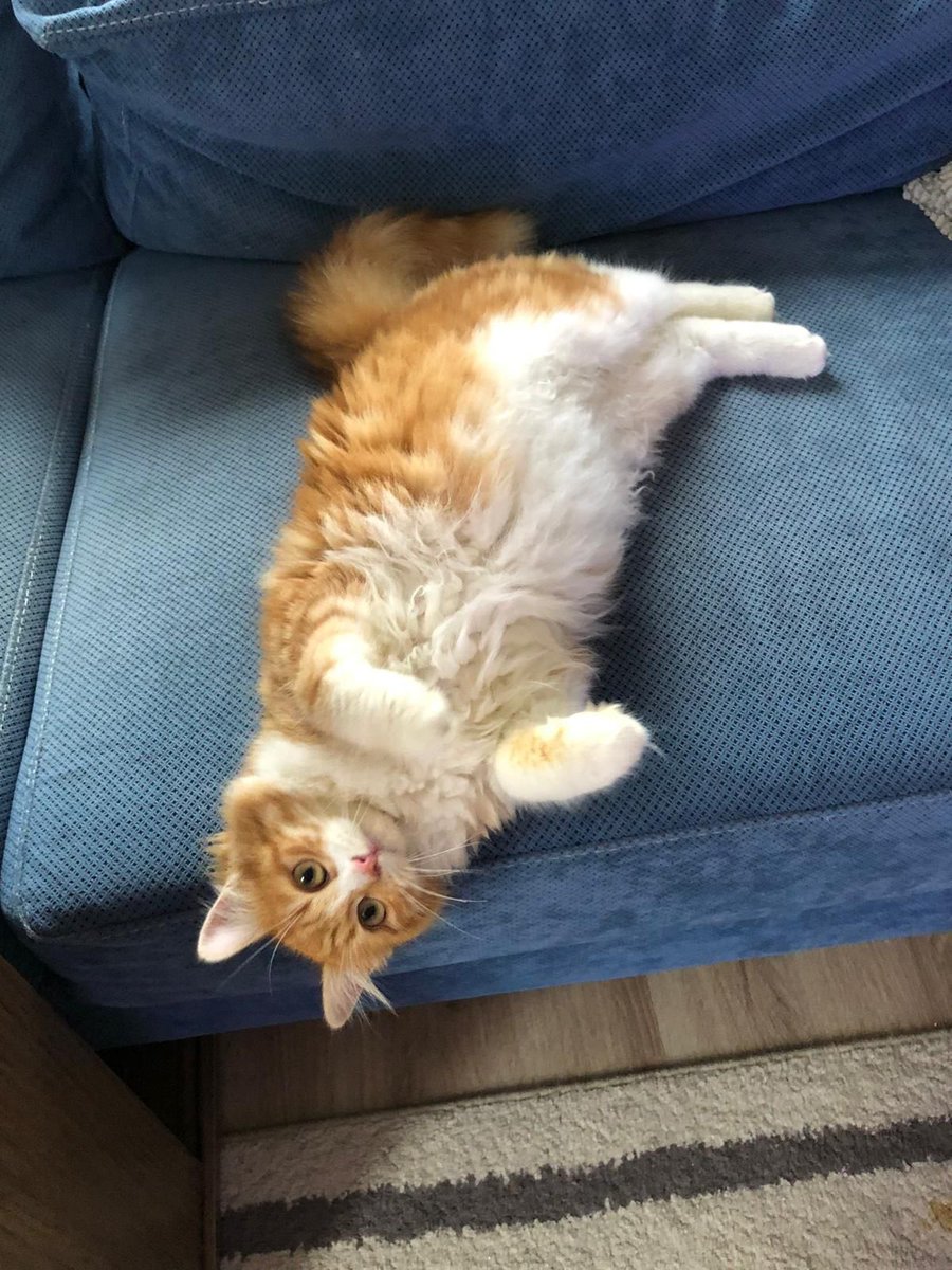 loupaskal's tweet photo. @mkdsylcn Kızartmalık mı haşlamalık mı Patates siz karar verin 🥰 https://t.co/Ob3J9fA9xn