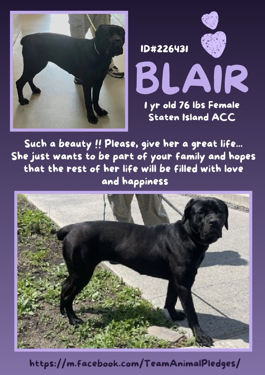 Samantha (@samj_jane) on Twitter photo π New intake Blair 1yr 226431 #Siacc Look at this stunning girl π shes up for #Adoption will u give her her forever π‘ pop on down to meet her today give her a chance Dm <a href="/CathyPolicky/">Cathy Policky</a> #FostersSaveLives #Pledge4Rescue #AdoptMe
Blair ππΎβ€οΈ π New intake Blair 1yr 226431 #Siacc Look at this stunning girl π shes up for #Adoption will u give her her forever π‘ pop on down to meet her today give her a chance Dm <a href="/CathyPolicky/">Cathy Policky</a> #FostersSaveLives #Pledge4Rescue #AdoptMe
Blair ππΎβ€οΈ